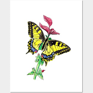 Jamaican Butterfly Posters and Art